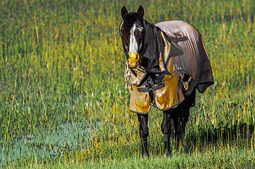 Horse Wearing Coat Standing Along Marsh (Yellow Tint Photo)