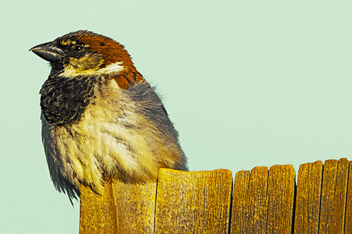 House Sparrow Perched Atop Wooden Post (Yellow Tint Photo)