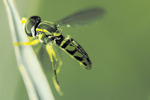 Hoverfly Hugs Grass Blade (Yellow Tint Photo)