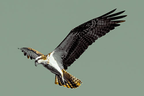 Hovering Osprey Hawk Looking For Fish Below (Yellow Tint)