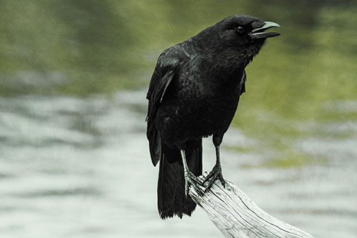 Hunched Over Crow Cawing Atop Broken Tree Log (Yellow Tint)