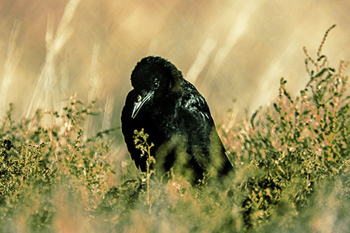 Hunched Over Raven Among Dying Plants (Yellow Tint Photo)