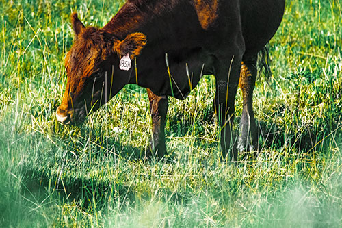 Hungry Cow Enjoying Grassy Meal (Yellow Tint Photo)