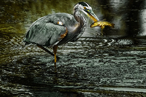 Hungry Great Blue Heron Spears Through Trout Fish (Yellow Tint)