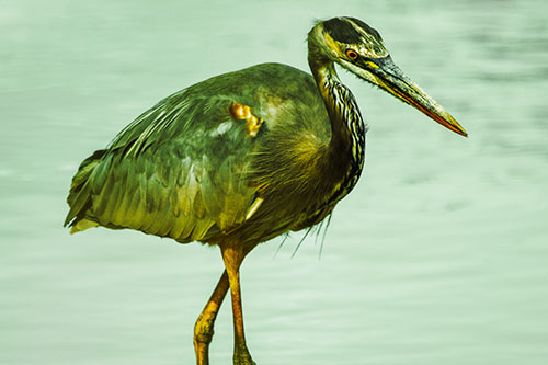 Hungry Great Blue Heron Spots Swimming Fish (Yellow Tint)