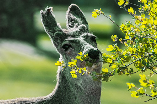 Hungry Lone Mule Deer Chewing Tree Leaves (Yellow Tint)