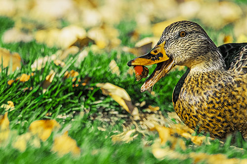 Hungry Mallard Duck Devours Cherry (Yellow Tint)