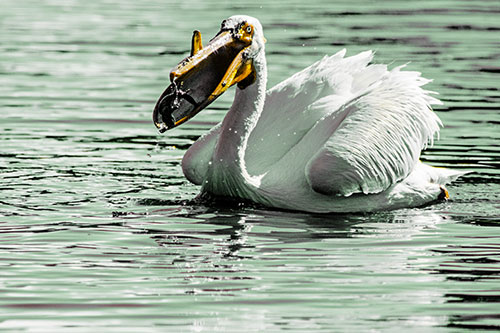 Hungry Pelican Captures Salamander For Breakfast (Yellow Tint)