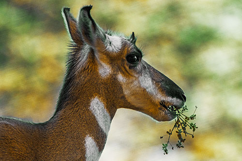 Hungry Pronghorn Gobbles Leafy Plant (Yellow Tint Photo)