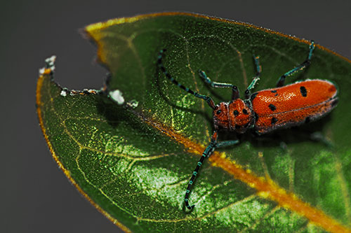 Hungry Red Milkweed Beetle Rests Among Chewed Leaf (Yellow Tint Photo)