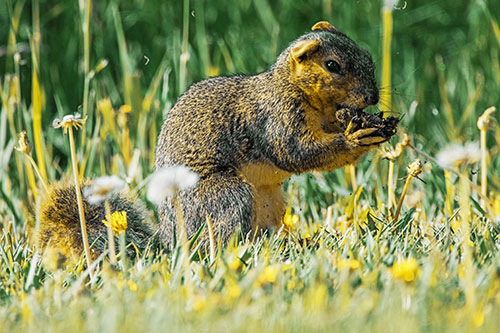 Hungry Squirrel Feasting Among Dandelions (Yellow Tint Photo)