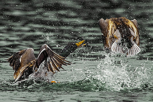 Hyper Water Splashing Mallard Ducks Playing Among Lake (Yellow Tint)