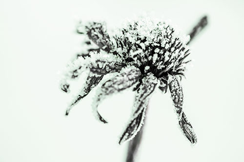 Ice Frost Consumes Dead Frozen Coneflower (Yellow Tint Photo)