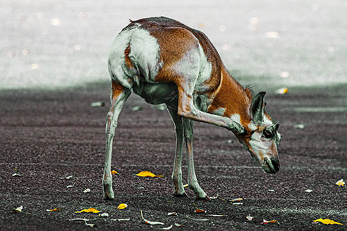 Itchy Pronghorn Scratches Neck Among Autumn Leaves (Yellow Tint Photo)