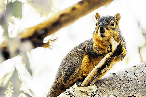 Itchy Squirrel Gets Tree Branch Massage (Yellow Tint Photo)