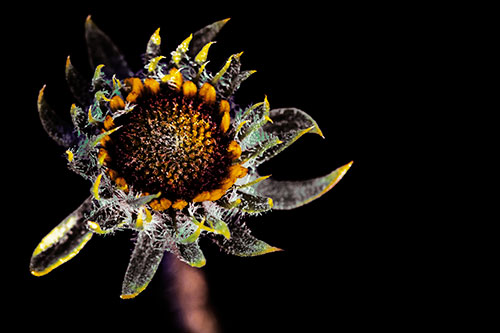 Jagged Tattered Rayless Sunflower (Yellow Tint Photo)