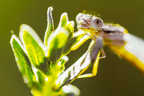Joyful Damselfly Enjoys Sunshine Atop Plant (Yellow Tint)