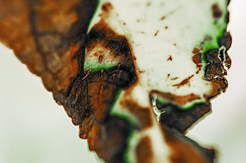 Joyful Rotting Leaf Face Enjoying Autumn (Yellow Tint)