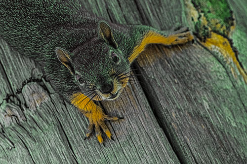 Joyful Squirrel Looking Upwards Among Wooden Pole (Yellow Tint)