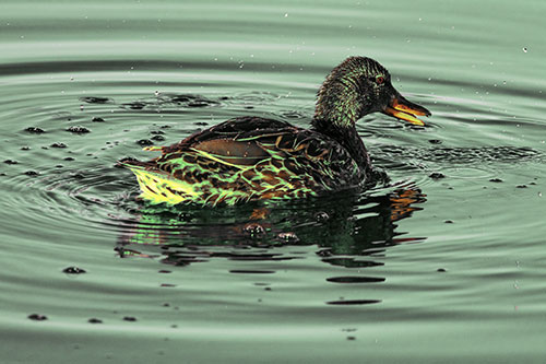 Joyful Water Splashing Mallard Duck Enjoying Calm Lake (Yellow Tint)