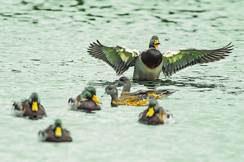 Jump Scaring Wing Flapping Mallard Duck Quacking Atop Lake (Yellow Tint)