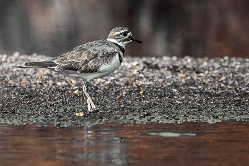 Killdeer Wanders Along Rocky River Shoreline (Yellow Tint)
