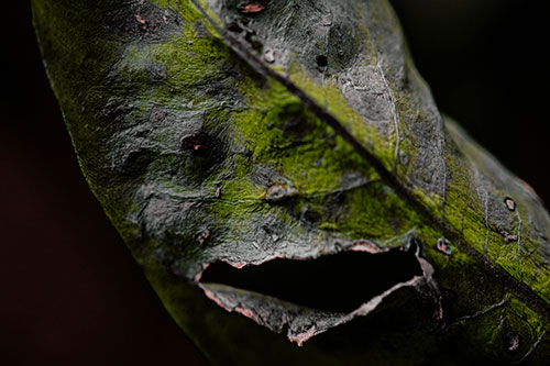 Lacerated Mouth Leaf Face Smirking Among Decay (Yellow Tint)