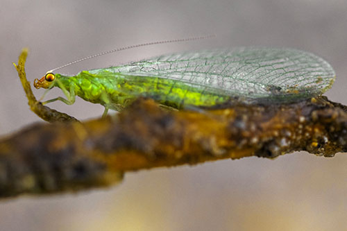 Lacewing Grabs Ahold Twig Branch (Yellow Tint)