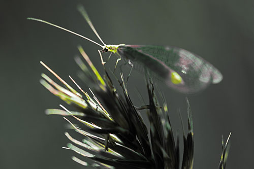 Lacewing Standing Atop Plant Blades (Yellow Tint Photo)