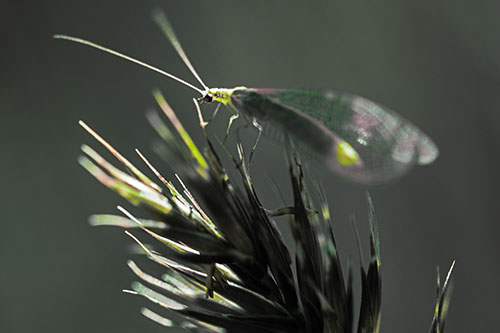 Lacewing Standing Atop Plant Blades (Yellow Tint)