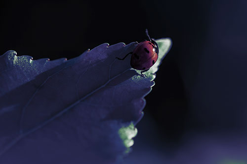 Ladybug Crawling To Top Of Leaf (Yellow Tint Photo)