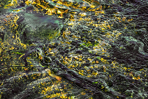 Large Algae Rock Creating River Water Ripples (Yellow Tint Photo)