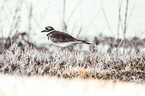 Large Eyed Killdeer Bird Running Along Grass (Yellow Tint)