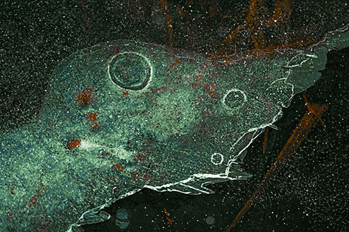 Large Headed Bubble Eyed Ice Face Frozen Among River (Yellow Tint)
