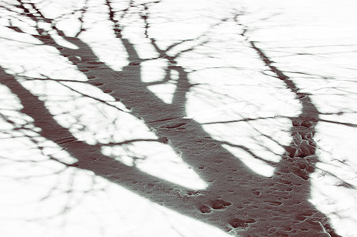 Large Jagged Tree Shadow Across Snow (Yellow Tint Photo)