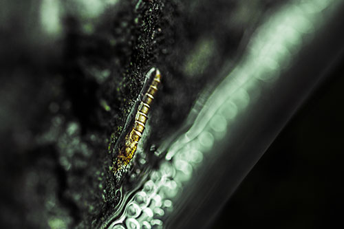 Larva Slithering Along Wet Shore Rock (Yellow Tint Photo)