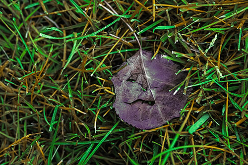 Leaf Face Smirking Among Wet Grass (Yellow Tint)