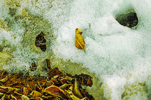 Leaf Nosed Snow Face Melting Among Sunlight (Yellow Tint Photo)