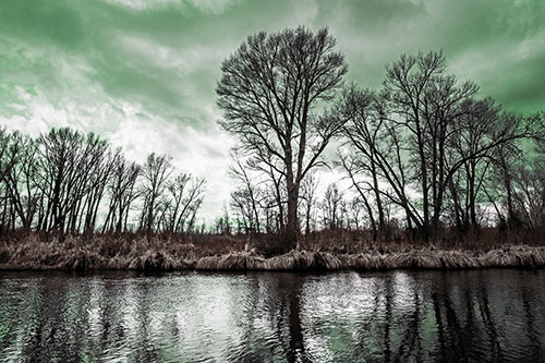 Leafless Trees Cast Reflections Along River Water (Yellow Tint)