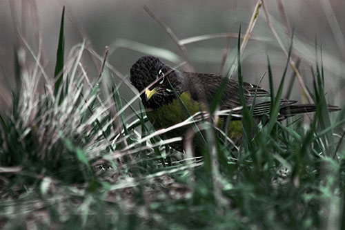 Leaning American Robin Spots Intruder Among Grass (Yellow Tint Photo)