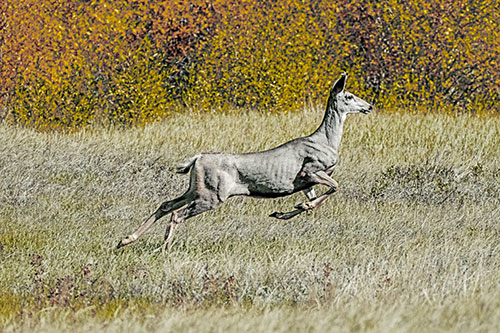 Leaping Mule Deer Running Across Grassland (Yellow Tint)