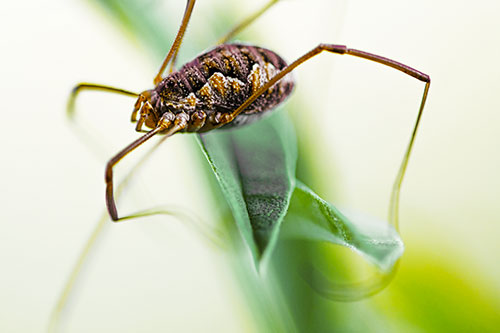 Leg Dangling Harvestmen Spider Sits Atop Leaf Petal (Yellow Tint Photo)