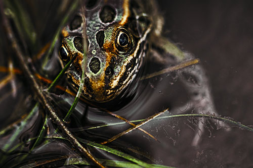 Leopard Frog Stares Among Shoreline Water (Yellow Tint)