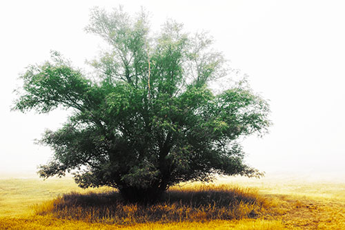 Lone Tree Standing Among Fog (Yellow Tint)