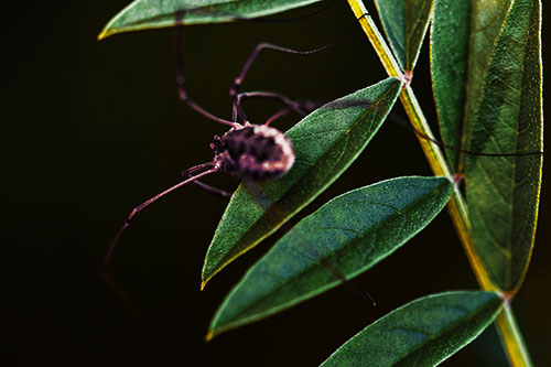 Long Legged Harvestmen Spider Clinging Onto Leaf Petal (Yellow Tint Photo)