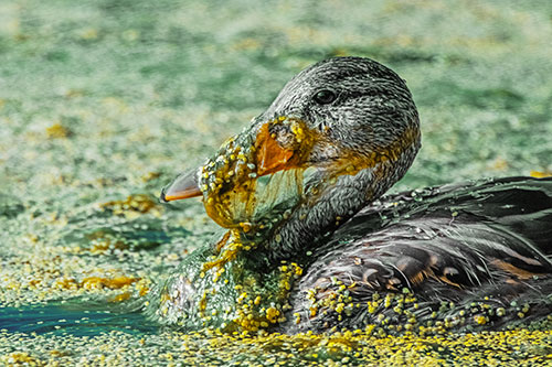 Mallard Duck Entangled In Algae (Yellow Tint)