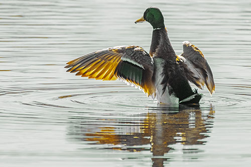 Mallard Duck Flaps Illuminated Wings Among Lake (Yellow Tint)