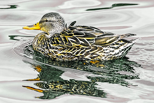 Mallard Duck Floats Among Swirling Water (Yellow Tint)