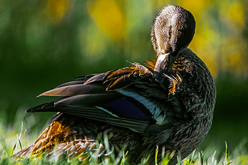 Mallard Duck Grooming Feathered Back (Yellow Tint Photo)