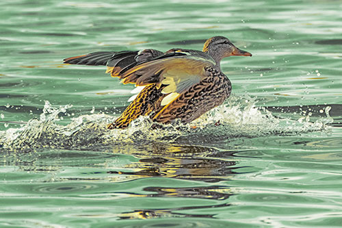 Mallard Duck Makes Splash Landing Atop Lake (Yellow Tint)